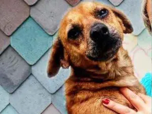 Cachorro raça SRD idade 5 anos nome Paçoca