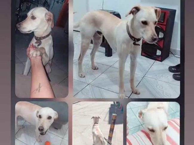 Cachorro ra a Vira lata  idade 2 anos nome Thor 