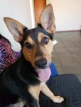 Fifi
