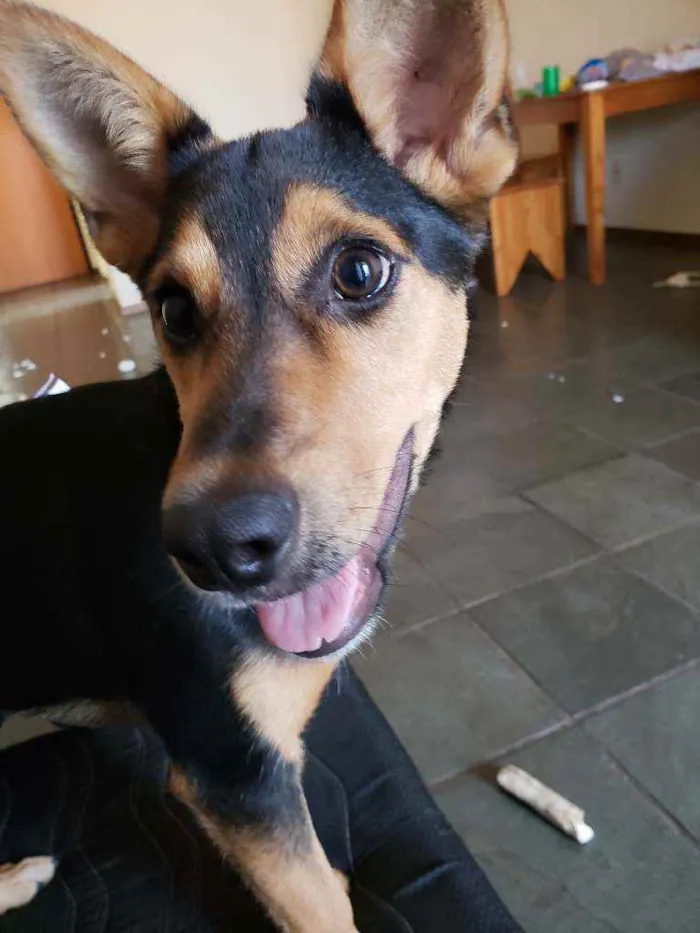 Cachorro ra a Sem raça definida idade 1 ano nome Fifi