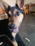 Fifi