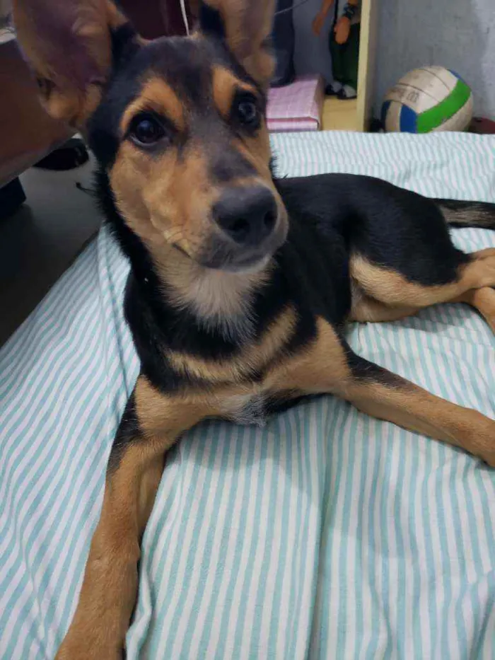 Cachorro ra a Sem raça definida idade 1 ano nome Fifi