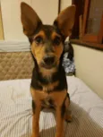 Fifi