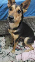 Fifi