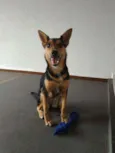 Fifi