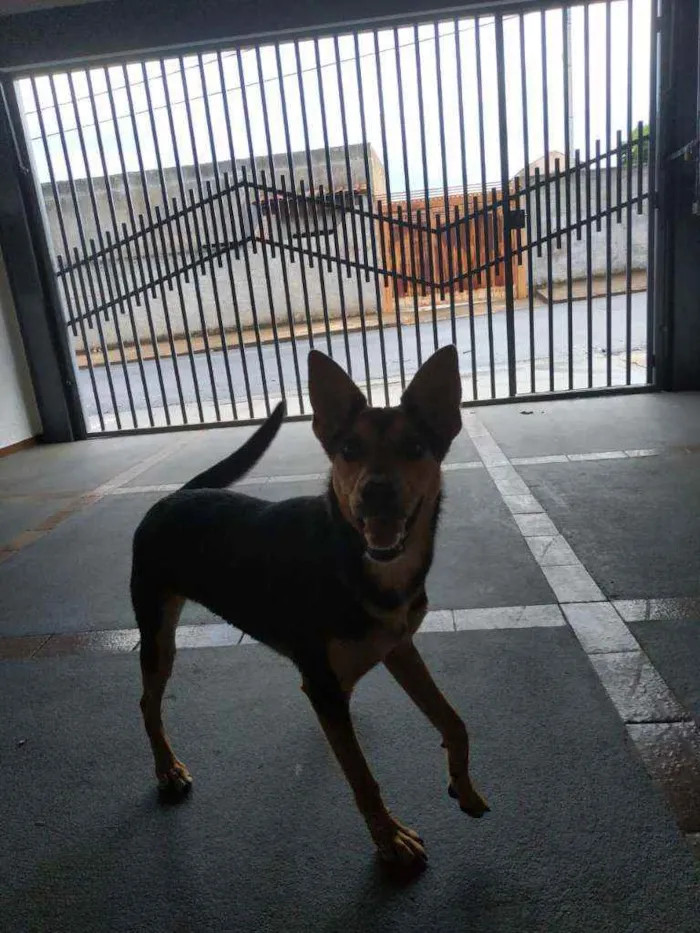 Cachorro ra a Sem raça definida idade 1 ano nome Fifi