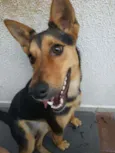 Fifi