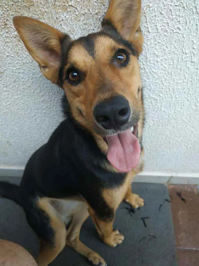 Cachorro ra a Sem raça definida idade 1 ano nome Fifi