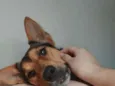 Fifi