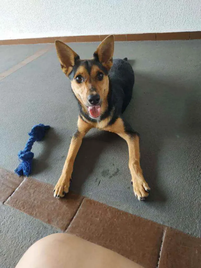 Cachorro ra a Sem raça definida idade 1 ano nome Fifi