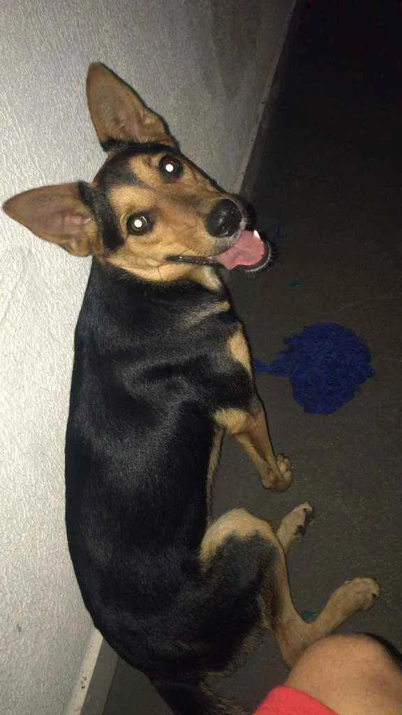 Cachorro ra a Sem raça definida idade 1 ano nome Fifi