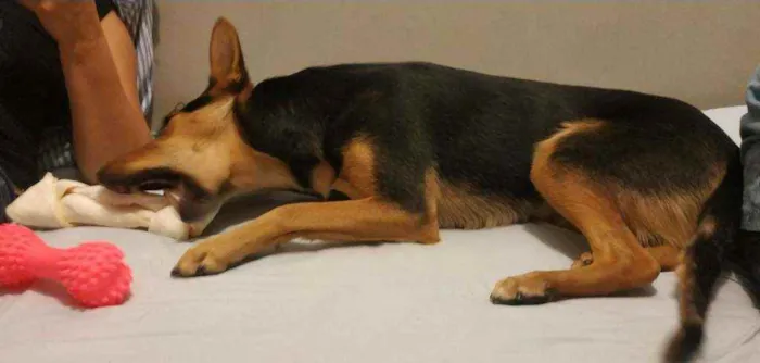Cachorro ra a Sem raça definida idade 1 ano nome Fifi