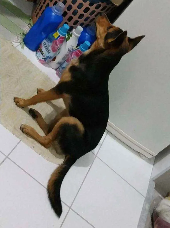 Cachorro ra a Sem raça definida idade 1 ano nome Fifi