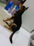 Fifi