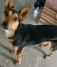 Fifi