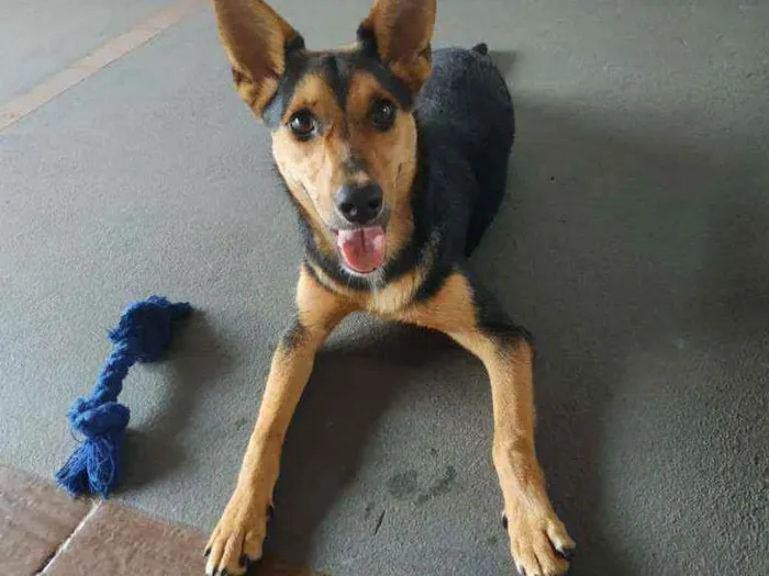 Cachorro ra a Sem raça definida idade 1 ano nome Fifi