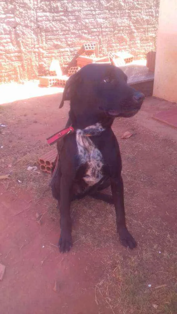 Cachorro ra a Não sei idade 2 a 6 meses nome Bleck