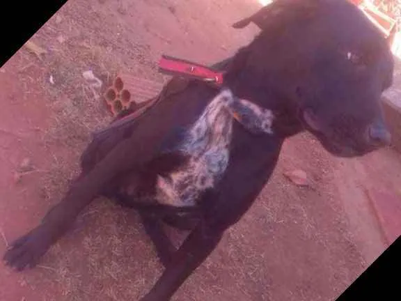 Cachorro ra a Não sei idade 2 a 6 meses nome Bleck