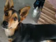 Fifi
