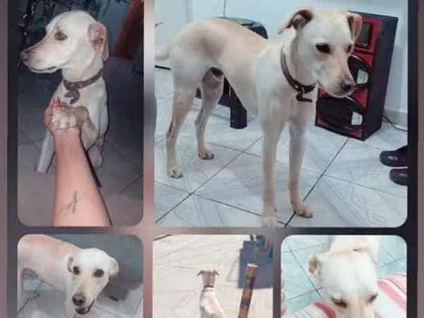 Cachorro ra a Vira lata  idade 2 anos nome Thor 