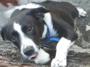Cachorro raça Vira-lata  idade 1 ano nome Benny