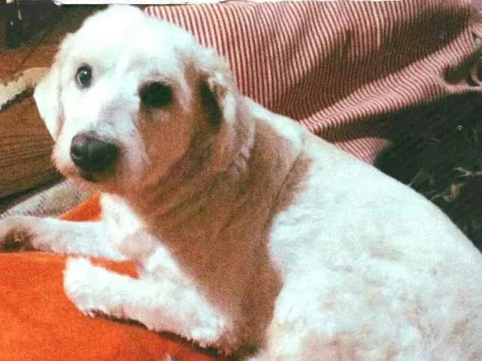 Cachorro ra a Mestiço de poodle  idade 2 anos nome Bob