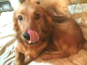 Cachorro raça  idade 2 anos nome Bóris