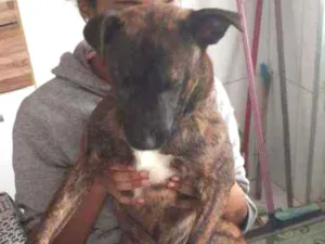 Cachorro raça Vira lata misturado com pit bu idade 2 a 6 meses nome Guerreiro 