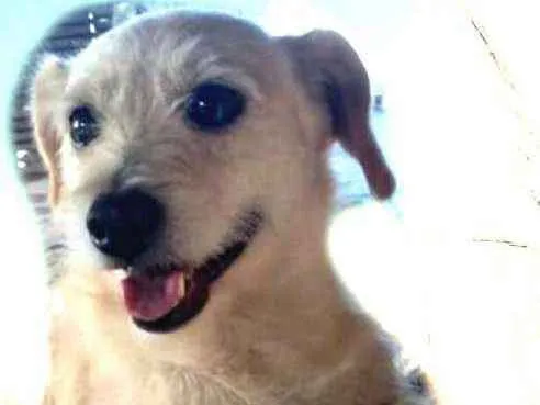 Cachorro ra a  idade 2 anos nome Billy 