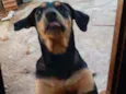 Pingo