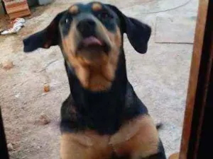 Cachorro raça Doberman mestiço com SRD idade 1 ano nome Pingo