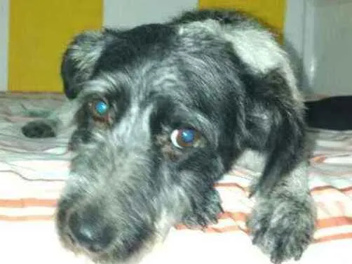 Cachorro ra a  idade 2 anos nome Macarena 