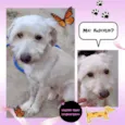 Dudu