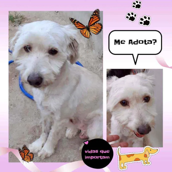 Cachorro ra a SRD idade 1 ano nome Dudu