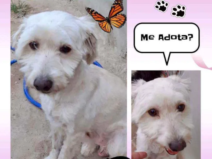 Cachorro ra a SRD idade 1 ano nome Dudu