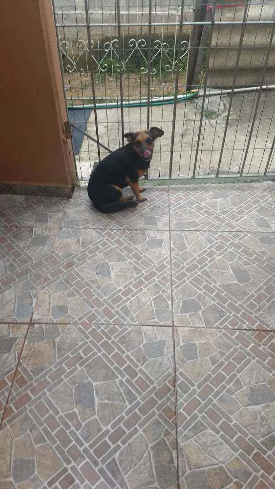 Cachorro ra a  idade 4 anos nome Pretinha