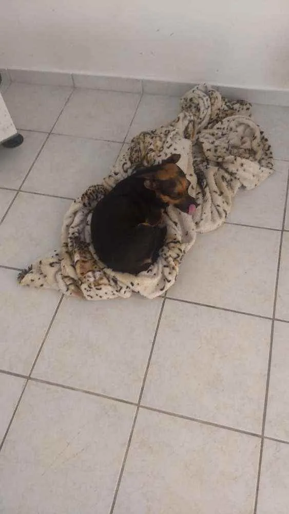 Cachorro ra a  idade 4 anos nome Pretinha