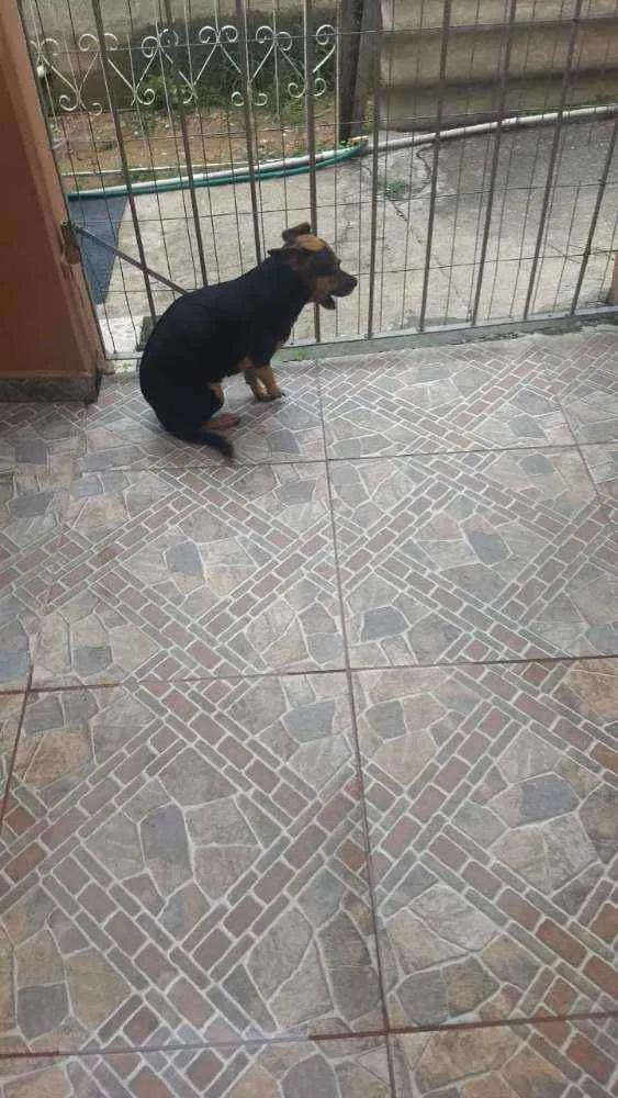 Cachorro ra a  idade 4 anos nome Pretinha