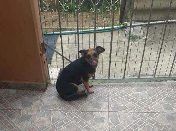 Cachorro ra a  idade 4 anos nome Pretinha