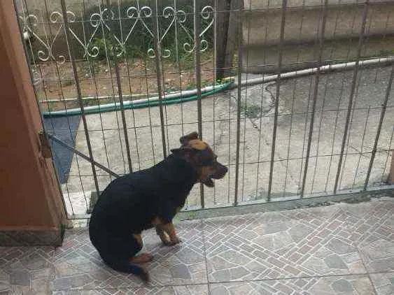 Cachorro ra a  idade 4 anos nome Pretinha