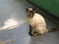 Menina