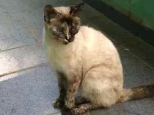 Gato raça SRD idade 1 ano nome Menina