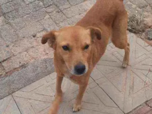 Cachorro raça Srd idade 5 anos nome Manchinha