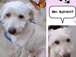 Cachorro raça SRD idade 1 ano nome Dudu