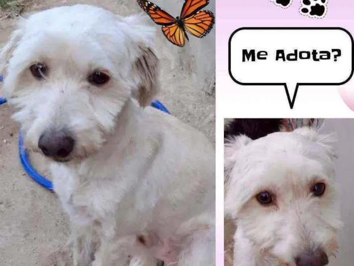 Cachorro ra a SRD idade 1 ano nome Dudu