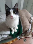 Rabino