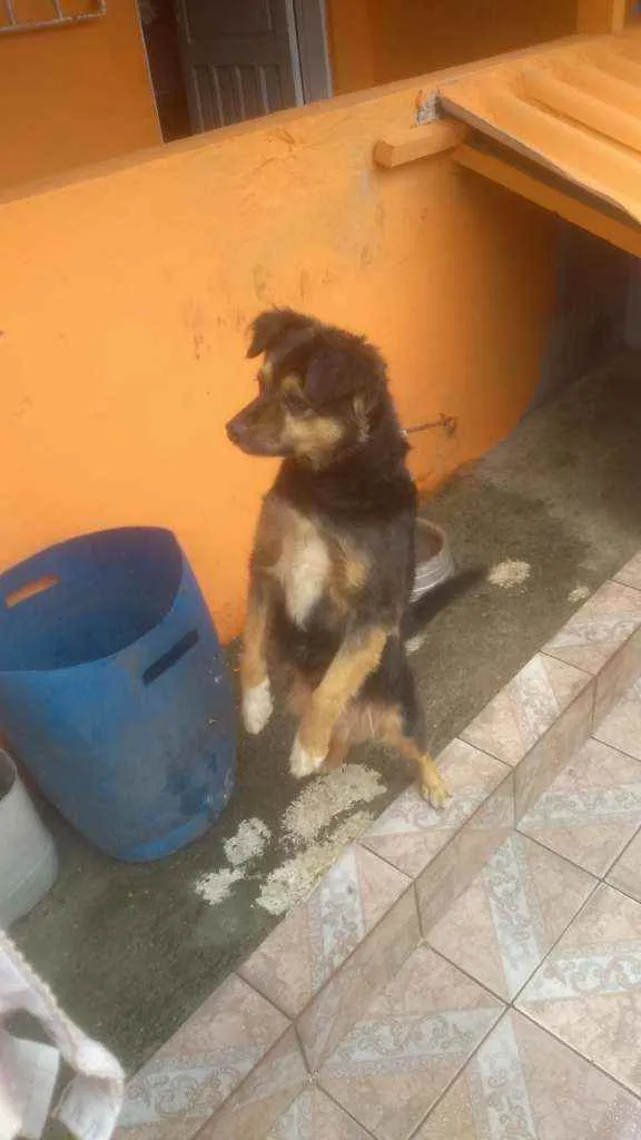 Cachorro ra a Desconheço idade 6 ou mais anos nome Neguinha