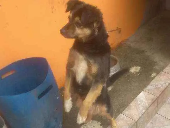 Cachorro ra a Desconheço idade 6 ou mais anos nome Neguinha