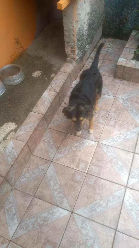 Cachorro ra a Desconheço idade 6 ou mais anos nome Neguinha