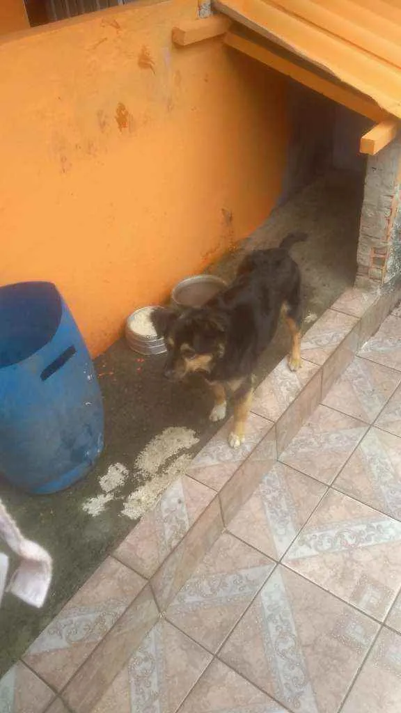 Cachorro ra a Desconheço idade 6 ou mais anos nome Neguinha